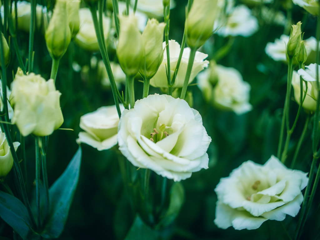 Lisianthus close-up